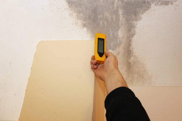 Best Dehumidification Services  in Belle Plaine, MN