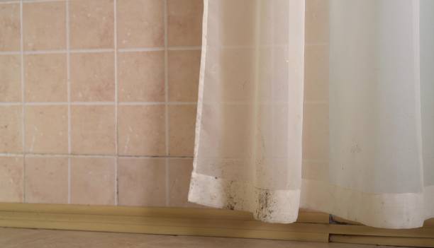 Best Water Damage & Mold Remediation  in Belle Plaine, MN