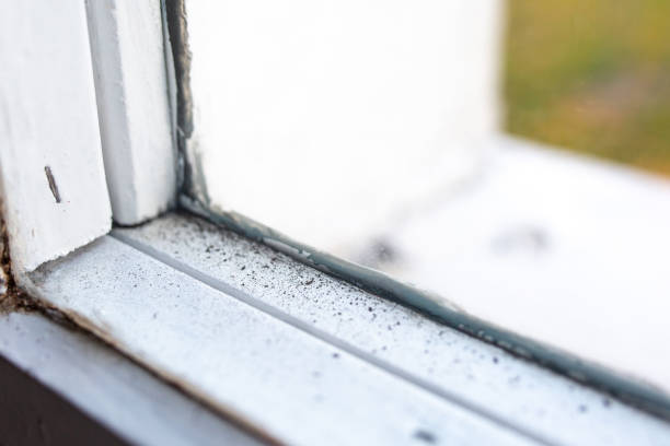 Best Basement Mold Removal  in Belle Plaine, MN