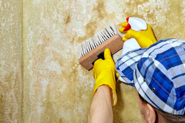 Best Basement Mold Removal  in Belle Plaine, MN