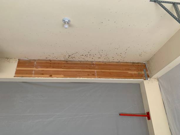 Best Asbestos and Lead Testing During Mold Inspection  in Belle Plaine, MN