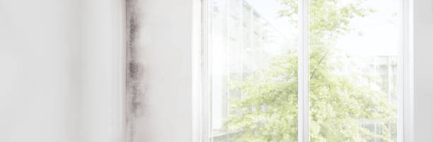 Reliable Belle Plaine, MN Mold Removal Solutions
