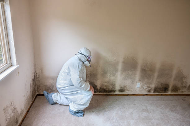 Best Mold Damage Restoration  in Belle Plaine, MN