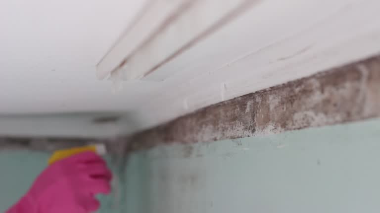 Best Mold Remediation for Healthcare Facilities  in Belle Plaine, MN