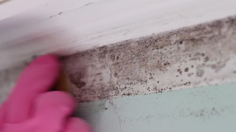 Best Environmental Consulting for Mold Prevention  in Belle Plaine, MN